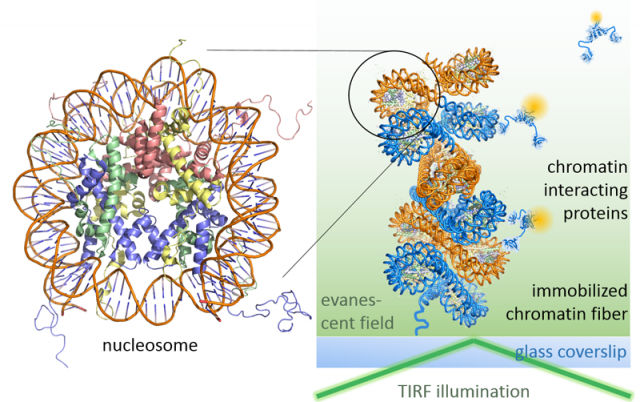 dynamic chromatin interactions