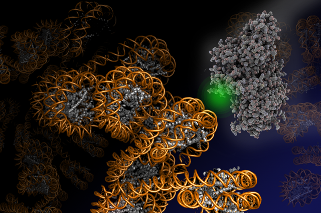 PRC2 complex engaging chromatin fibers 