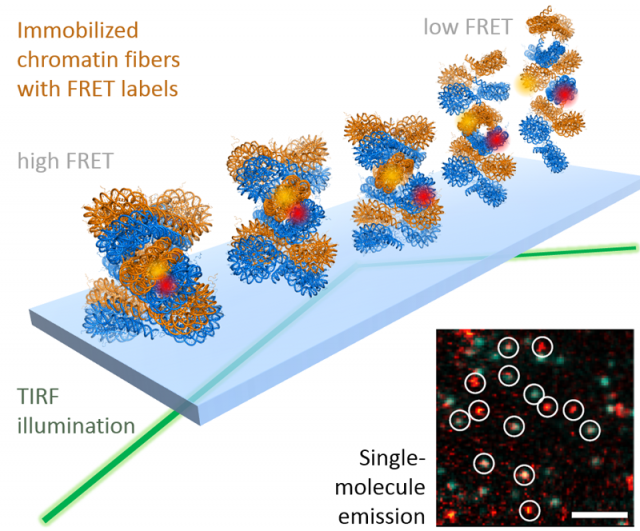 Single-molecule FRET 